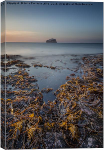 Bass Rock Canvas Print by Keith Thorburn EFIAP/b