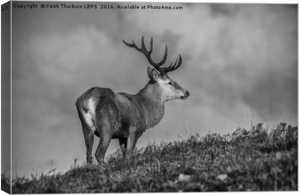Roe Deer Canvas Print by Keith Thorburn EFIAP/b