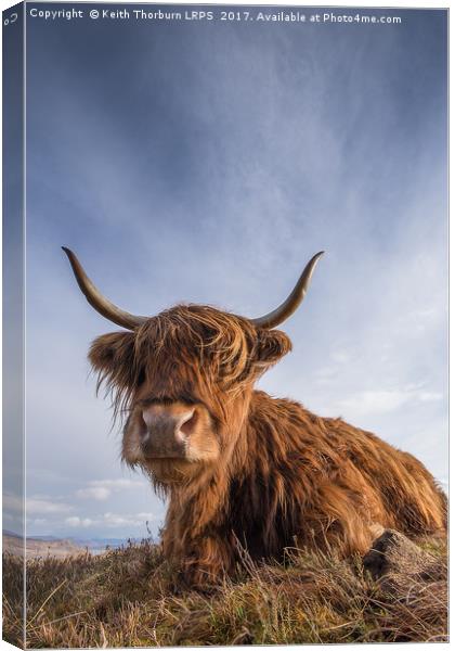 Highland Cow Canvas Print by Keith Thorburn EFIAP/b