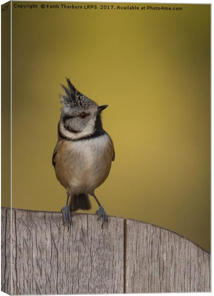 Crested Tit Canvas Print by Keith Thorburn EFIAP/b