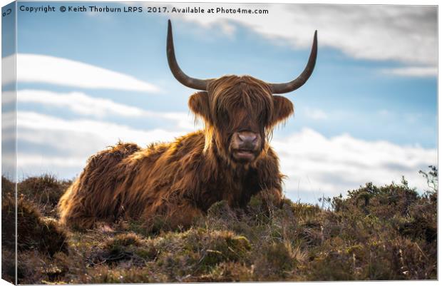 Highland Cow Canvas Print by Keith Thorburn EFIAP/b