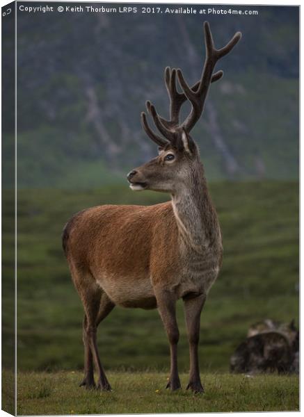 Highland Deer Canvas Print by Keith Thorburn EFIAP/b