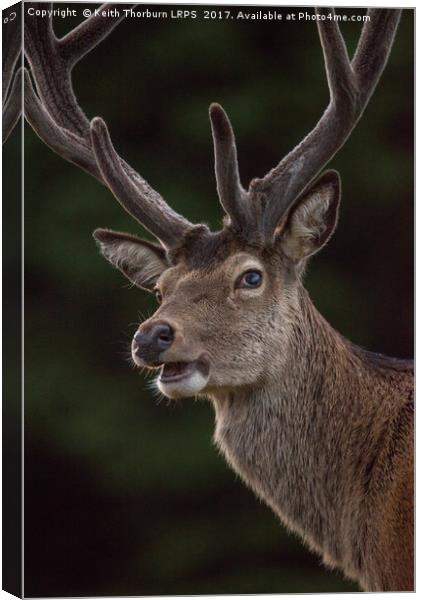 Highland Deer Canvas Print by Keith Thorburn EFIAP/b