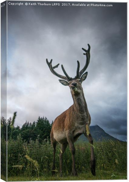 Scottish Highland Stag Canvas Print by Keith Thorburn EFIAP/b