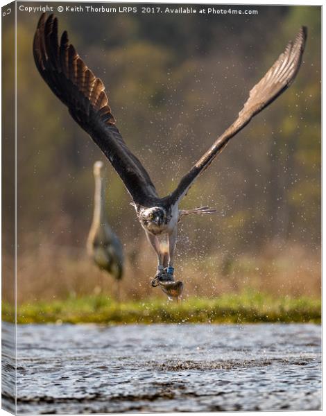 Osprey with Fish Canvas Print by Keith Thorburn EFIAP/b