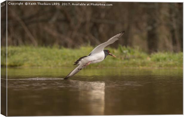 Oystercatcher touching water in flight Canvas Print by Keith Thorburn EFIAP/b