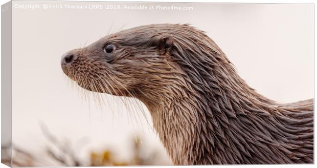 Otter Canvas Print by Keith Thorburn EFIAP/b