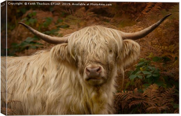 Highland Cow Canvas Print by Keith Thorburn EFIAP/b