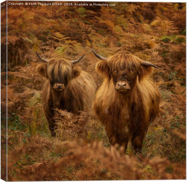 Highland Cow Canvas Print by Keith Thorburn EFIAP/b