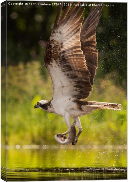 Osprey Canvas Print by Keith Thorburn EFIAP/b