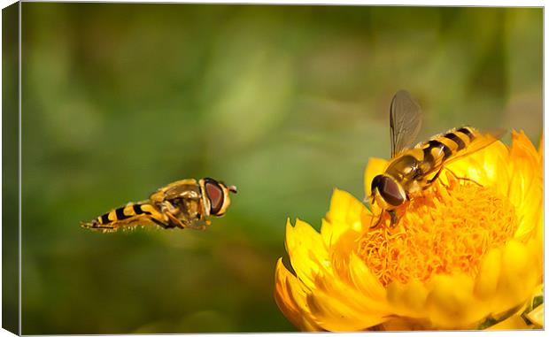 Hover Fly Canvas Print by Keith Thorburn EFIAP/b