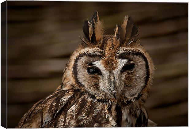 Long Eared Owl Canvas Print by Keith Thorburn EFIAP/b