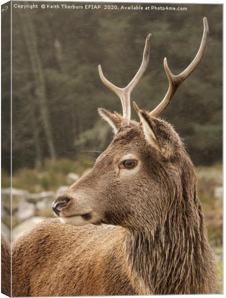 Young Buck Canvas Print by Keith Thorburn EFIAP/b
