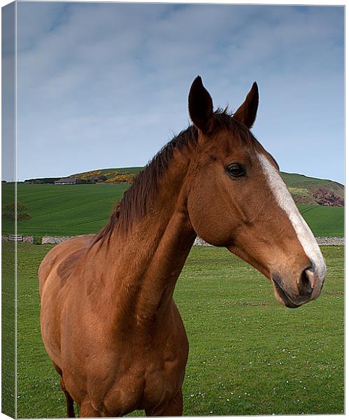 Horse Canvas Print by Keith Thorburn EFIAP/b