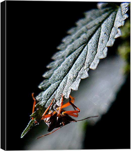 Bug hidding Canvas Print by Keith Thorburn EFIAP/b