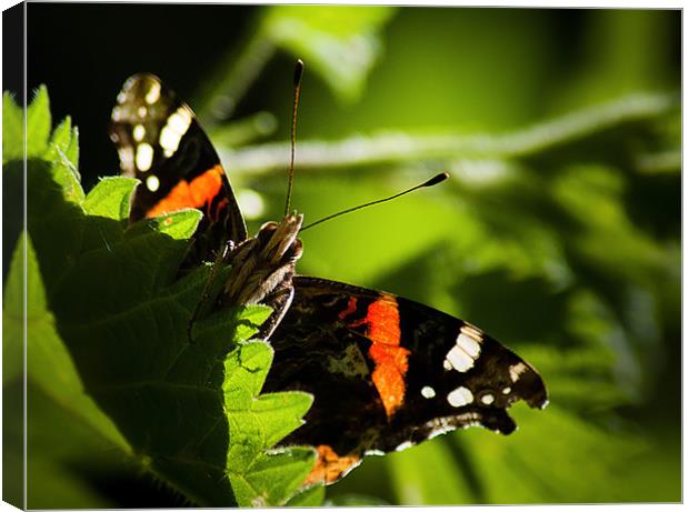 Red Admiral Canvas Print by Keith Thorburn EFIAP/b