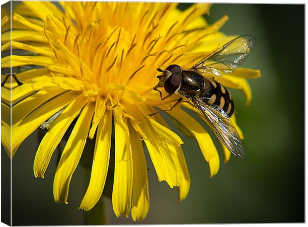 Hover Fly Canvas Print by Keith Thorburn EFIAP/b
