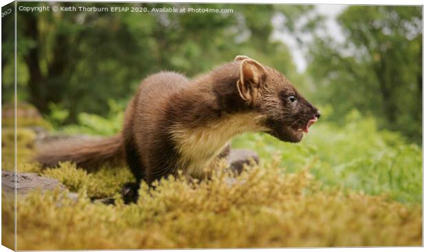 Pine Marten Canvas Print by Keith Thorburn EFIAP/b