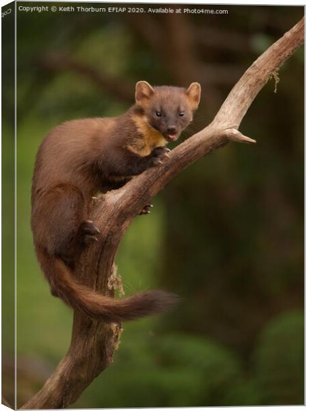 Pine Marten Canvas Print by Keith Thorburn EFIAP/b