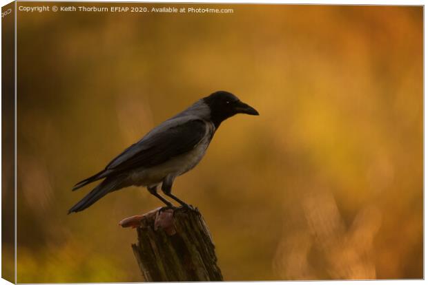 Hooded Crow Canvas Print by Keith Thorburn EFIAP/b