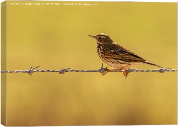 Meadow Pipit Canvas Print by Keith Thorburn EFIAP/b