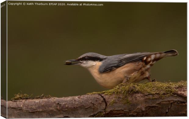 Nuthatch Canvas Print by Keith Thorburn EFIAP/b