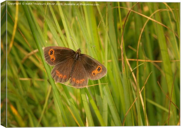 Scotch Argus [Erebia aethiops] Canvas Print by Keith Thorburn EFIAP/b