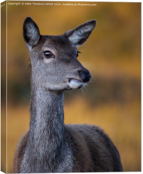 Roe Deer in morning light Canvas Print by Keith Thorburn EFIAP/b