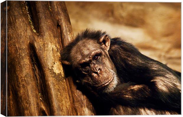 Chimpanzee Canvas Print by Keith Thorburn EFIAP/b