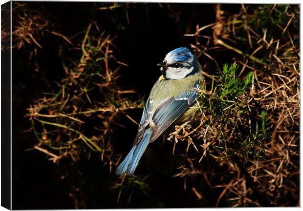 Blue Tit Canvas Print by Keith Thorburn EFIAP/b