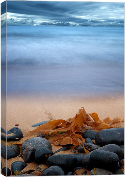 Beach Seaweed Canvas Print by Keith Thorburn EFIAP/b