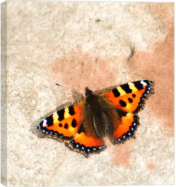 Small Tortoiseshell Canvas Print by Keith Thorburn EFIAP/b