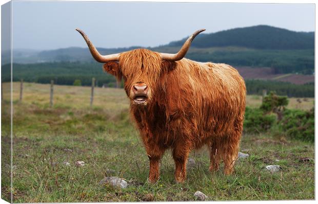 Highland Cow Canvas Print by Keith Thorburn EFIAP/b