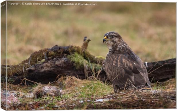 Buzzard down for Scraps Canvas Print by Keith Thorburn EFIAP/b