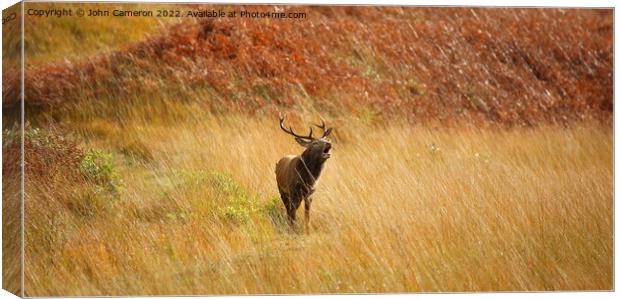 Wild Red Deer Stag during the Rutting Season. Canvas Print by John Cameron