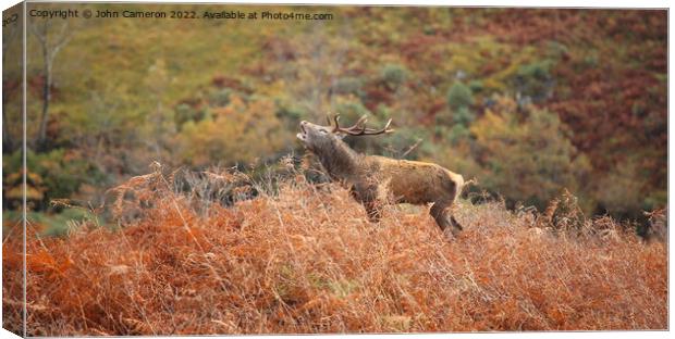 Wild Red Deer Stag during the Rutting Season. Canvas Print by John Cameron