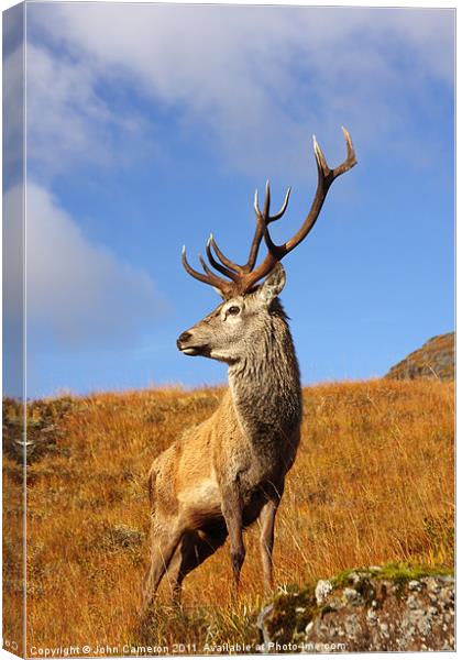 Majestic Red Deer Stag in the Scottish Highlands Canvas Print by John Cameron
