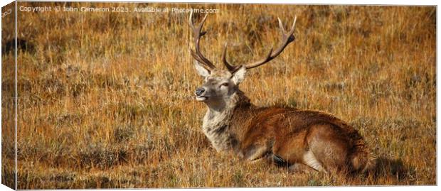 Wild Red Deer Stag at rest. Canvas Print by John Cameron