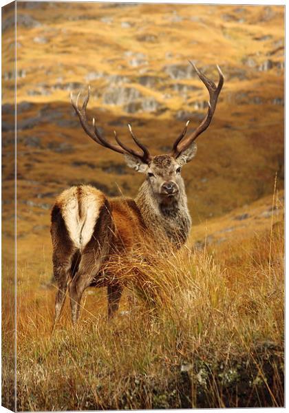 Red Deer Stag. Canvas Print by John Cameron