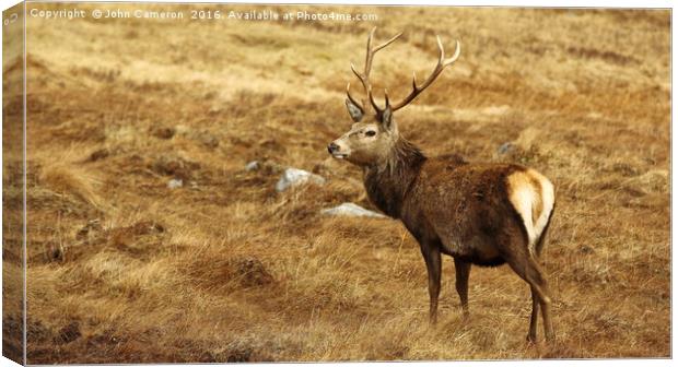 Wild Red Deer Stag. Canvas Print by John Cameron