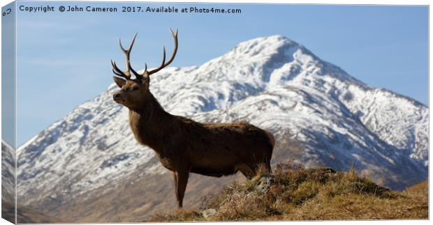 Wild Red Deer Stag. Canvas Print by John Cameron