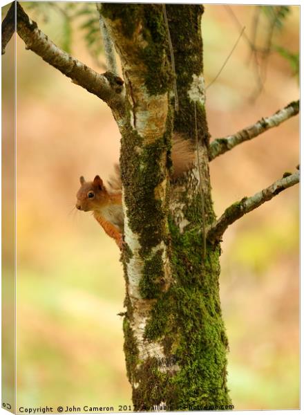 Red Squirrel on Birch Tree. Canvas Print by John Cameron