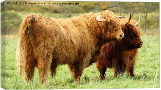 Highland Bull with Cow in Glen Nevis. Canvas Print by John Cameron