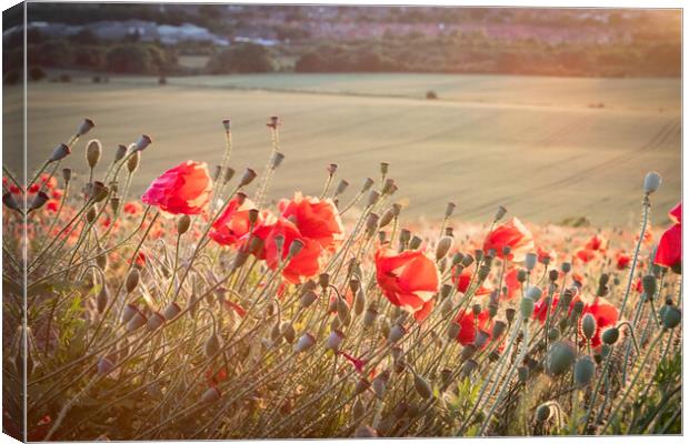Poppies In The Sun Canvas Print by J Biggadike