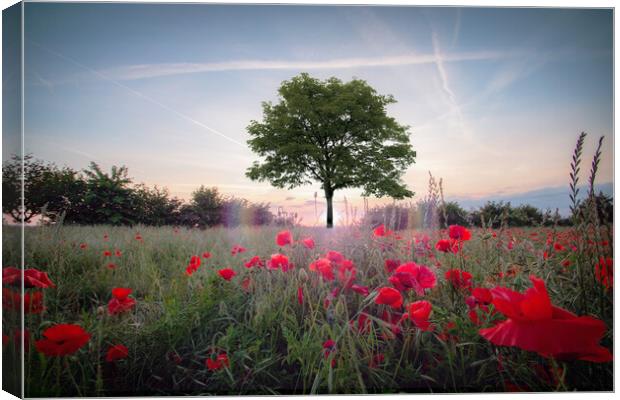 Sycamore Tree Amongst Poppies Canvas Print by J Biggadike