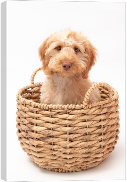 Cockerpoo Basket Canvas Print by J Biggadike