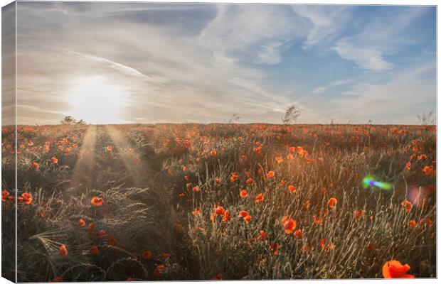 Poppy Sunset Canvas Print by J Biggadike