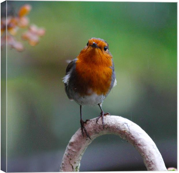 Wet Robin Canvas Print by J Biggadike