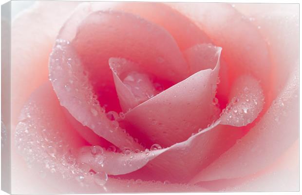 Watered Pink Rose Canvas Print by J Biggadike