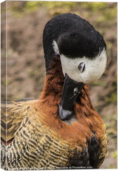 White-faced Whistling Duck Canvas Print by J Biggadike
